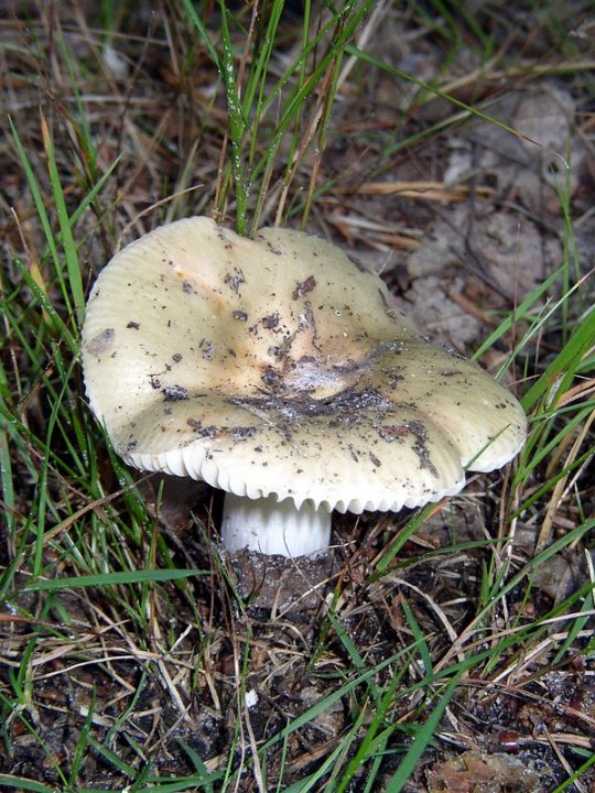 Russule vert de gris   Russula aeruginea